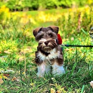 Meet your Posher, Xavier